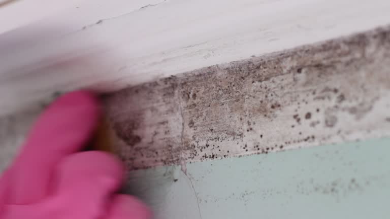 Best Mold Odor Removal Services  in Lake Nacimiento, CA